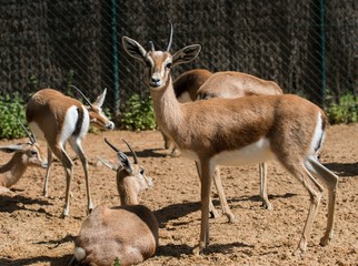 Naklejka na ściany i meble Group of antelopes in a zoo