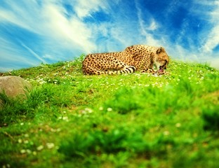Beautiful cheetah lying on a daisy meadow against blue sky © Nejron Photo