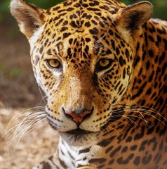 Close-up shot of a gorgeous leopard