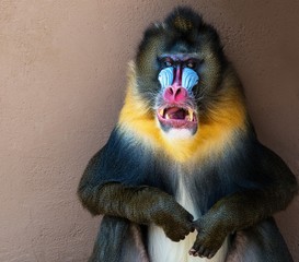Picture of a colourful displeased mandrill - obrazy, fototapety, plakaty