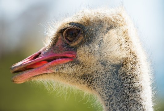 Close-up shot of ostrich head