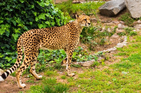 Beautiful cheetah walking outdoors