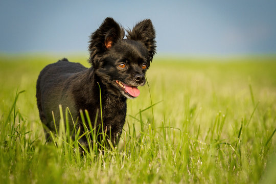 Chihuahua Mischling