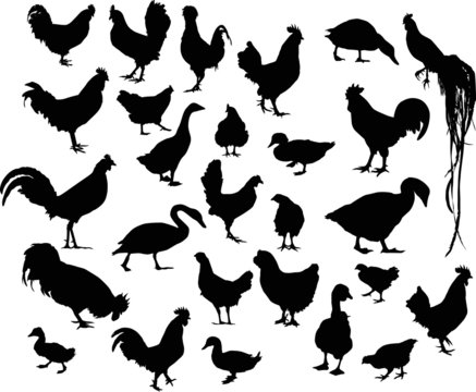 twenty seven black farm birds