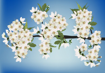 white sakura blossom on blue background