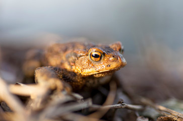 Kroete (Erdkroete - bufo bufo)