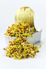 The sprouted seeds in an open can