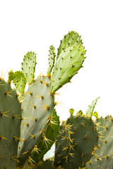 Cactus isolated