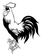 chicken on white background for coloring