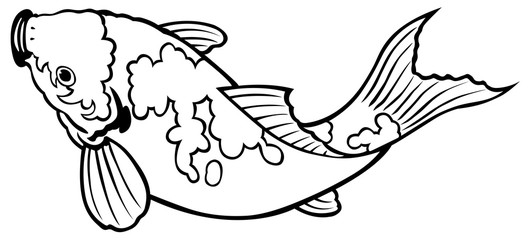 carp fish on white background for coloring