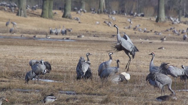 Fr&uuml;hling in Schweden - Wasserv&ouml;gel