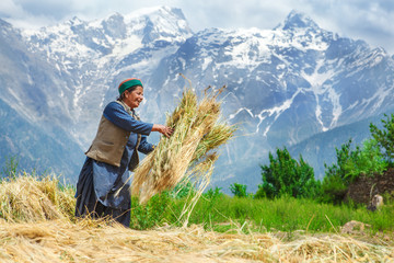 Agricultural time © 2xSamara.com
