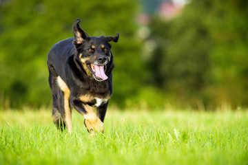 Mischlingshund in Bewegung