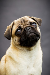 Portrait einer Mopsdame