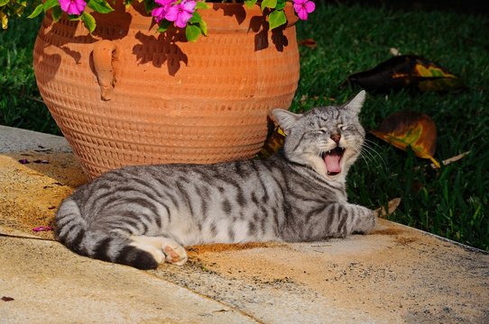 Grey cat yawning © Arena Photo UK