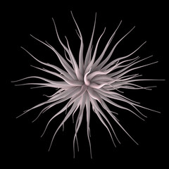 single cell isolated on black