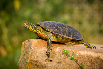 Naklejka premium Gelbwangen-Schmuckschildkröte