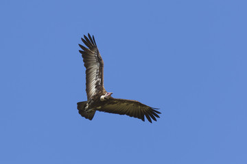 Hooded Vulture in flight, Kenya, Africa.