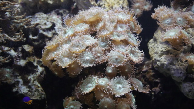 Underwater world