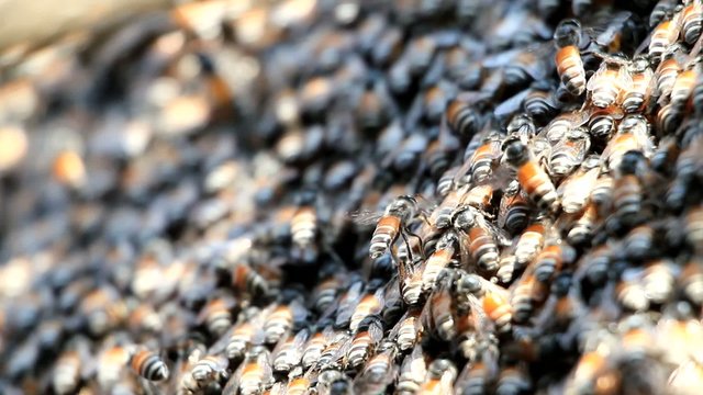 close up of honey bees in a swarm make a hive background.