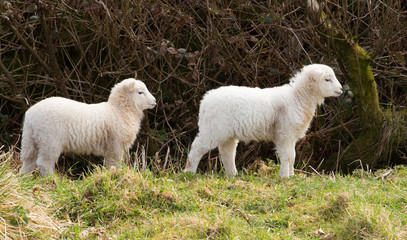 Lambs in profile