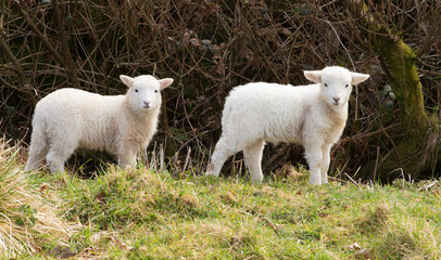 Two white lambs looking to camera