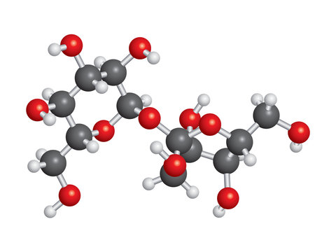 Sucrose (sugar) molecule ball and stick model - C12H22O11