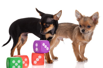 Chihuahua , 5 months old. chihuahua dog with  dice isolated on w
