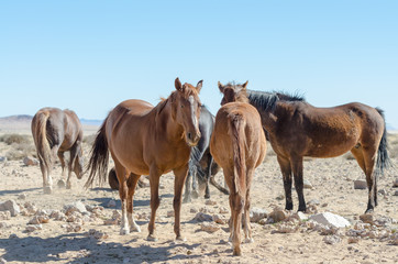 Fototapeta na wymiar Rare Namib desert horses (Equus ferus caballus)