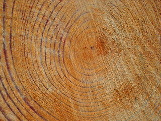Taglio di un tronco d'albero