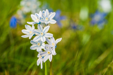 Sternhyazinthe