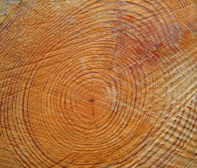 Taglio di un tronco d'albero