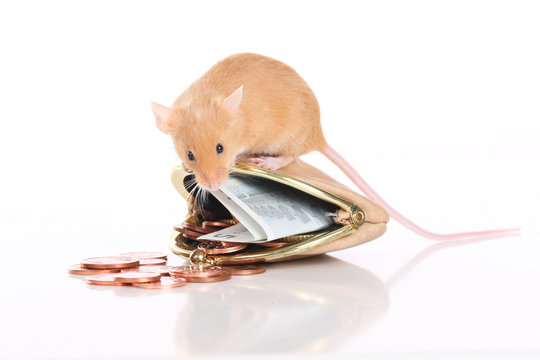 Farbmaus sitzt auf Geldb&ouml;rse - mouse sitting on purse
