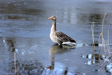 Graugans in zugefrorenem Teich