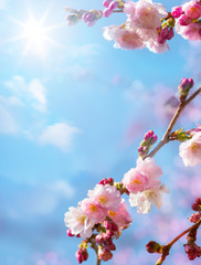 abstract floral spring background