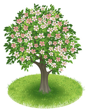 Blossoms Tree in green field