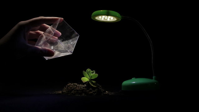Young sprout and table lamp on a black background.