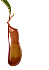 Isolated carnivorous plant (white background)