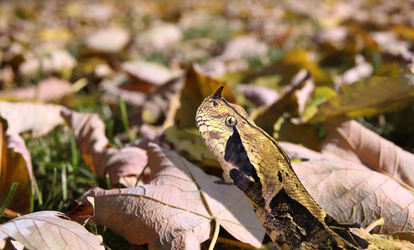 West African gaboon viper