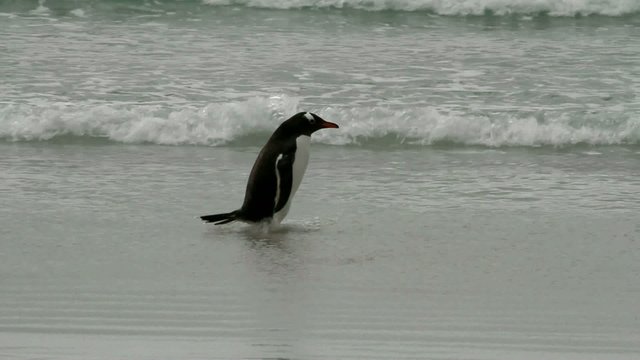 Gentoo penguin takes a bath