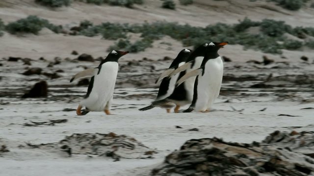 Four Gentoo penguins running over the beach