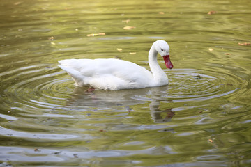 Naklejka premium Schwan