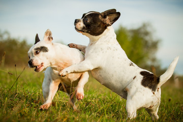 Französische Bulldoggen spielen