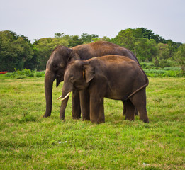 Fototapeta na wymiar Thai elephants