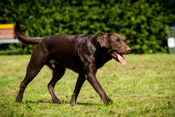 Labrador Retriever