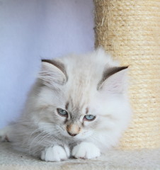 Cucciolo di gatto siberiano color neva masquerade - obrazy, fototapety, plakaty