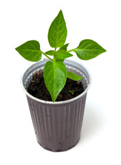 young paprika plant