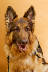 Deutscher Schäferhund Langhaar