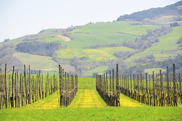 Grape on yellow meadow
