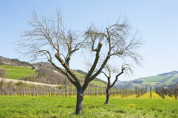 Grape on yellow meadow